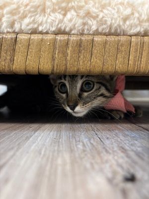 Olivia Von Whiskers thumbnail 10