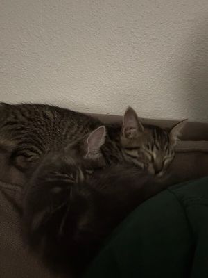 Olivia Von Whiskers thumbnail 9