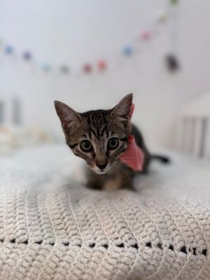 Olivia Von Whiskers thumbnail 4