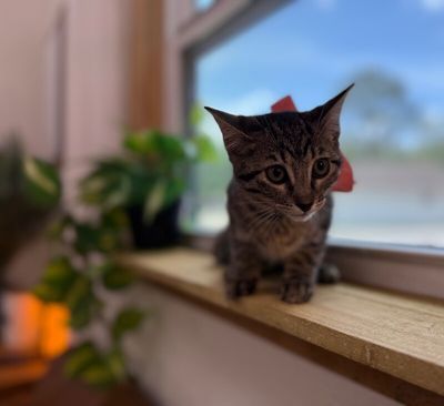 Olivia Von Whiskers thumbnail 12