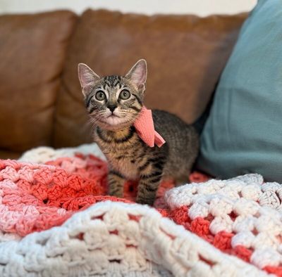 Olivia Von Whiskers thumbnail 1