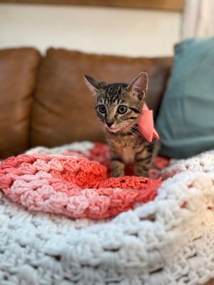 Olivia Von Whiskers thumbnail 14
