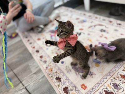 Olivia Von Whiskers thumbnail 5