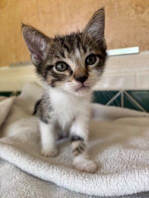 Pippin Bloom the Adventure Cat thumbnail 1