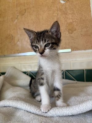 Pippin Bloom the Adventure Cat thumbnail 8