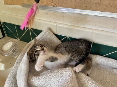 Pippin Bloom the Adventure Cat thumbnail 6