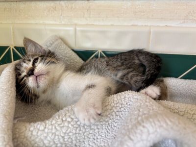 Pippin Bloom the Adventure Cat thumbnail 7