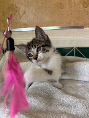 Pippin Bloom the Adventure Cat thumbnail 2