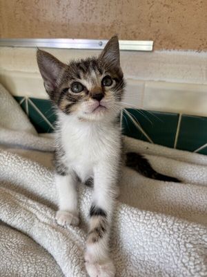 Pippin Bloom the Adventure Cat thumbnail 4