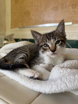 Pippin Bloom the Adventure Cat thumbnail 3