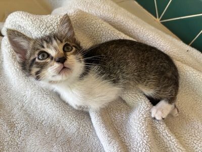 Pippin Bloom the Adventure Cat thumbnail 10