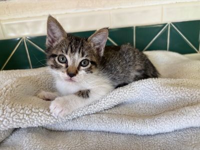 Pippin Bloom the Adventure Cat thumbnail 11