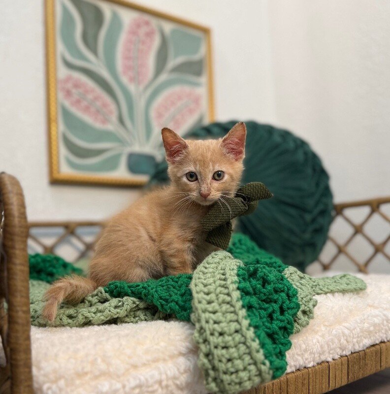 Raffa Sweet Talker Raphael - Photo 1