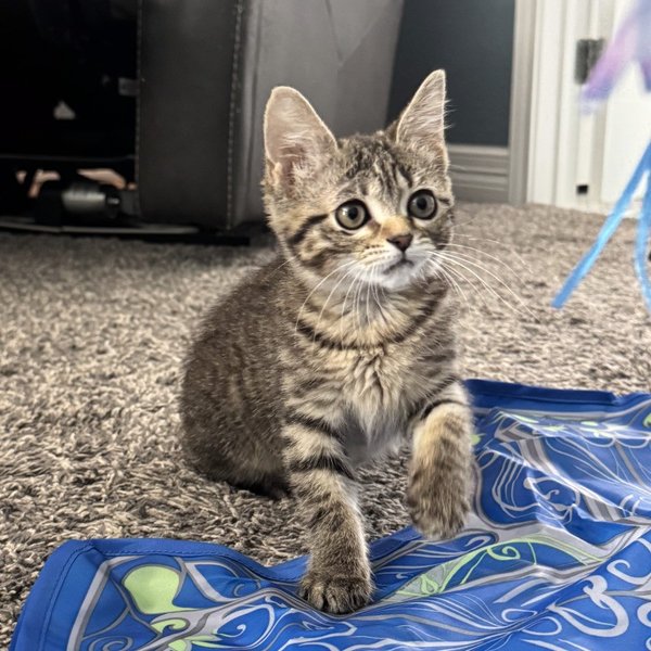 Bailey Bright Eyes, a Tabby cat