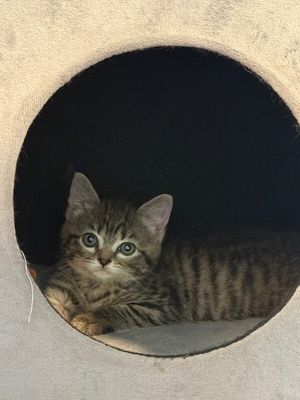 Bailey Bright Eyes thumbnail 5