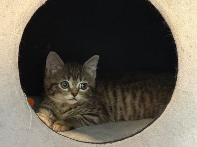 Bailey Bright Eyes thumbnail 4