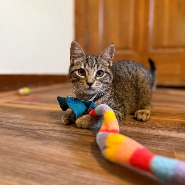 Ernie Muppet, a Tabby cat