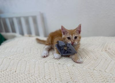 Sam Biscuit thumbnail 4
