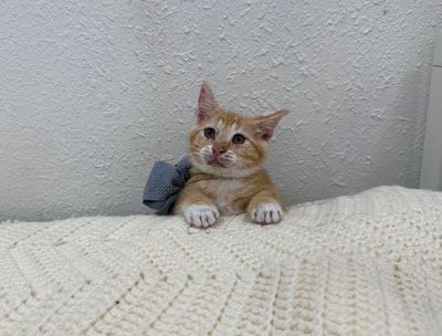 Sam Biscuit thumbnail 2