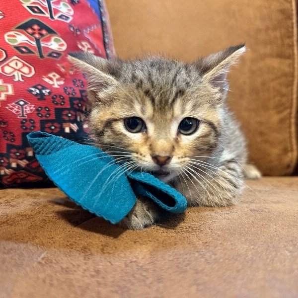 Sam Silly and Sassy, a Tabby cat available for adoption