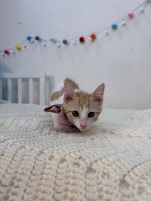 Millie Wren thumbnail 6