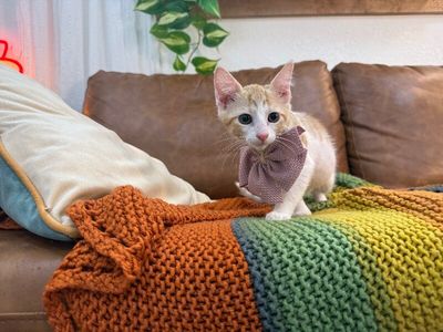 Millie Wren thumbnail 8