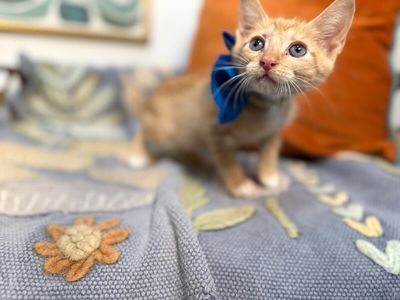 Caramel Sundae thumbnail 9