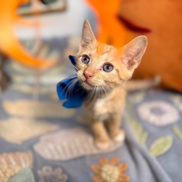 Caramel Sundae, a Tabby cat