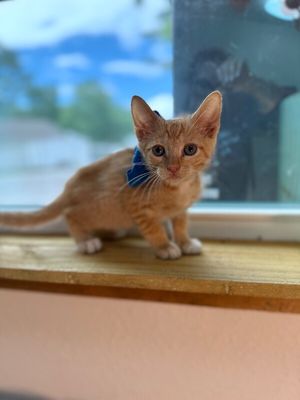 Caramel Sundae thumbnail 5