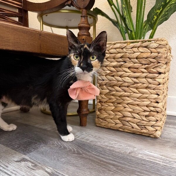 Magnolia Garden, a Calico cat