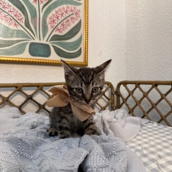 Thistle Garden, a Tabby cat