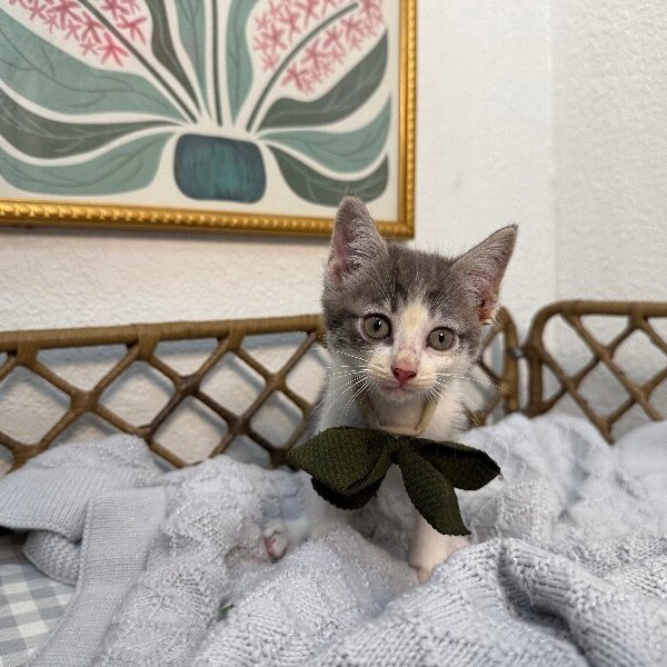 Sage Garden, a Tabby cat