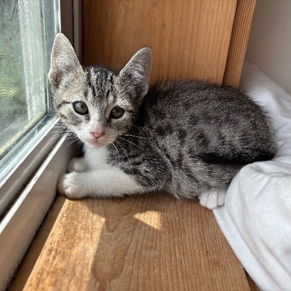 Poppy Woodville, a Tabby cat