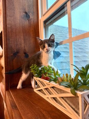 Petunia Lumberton thumbnail 3