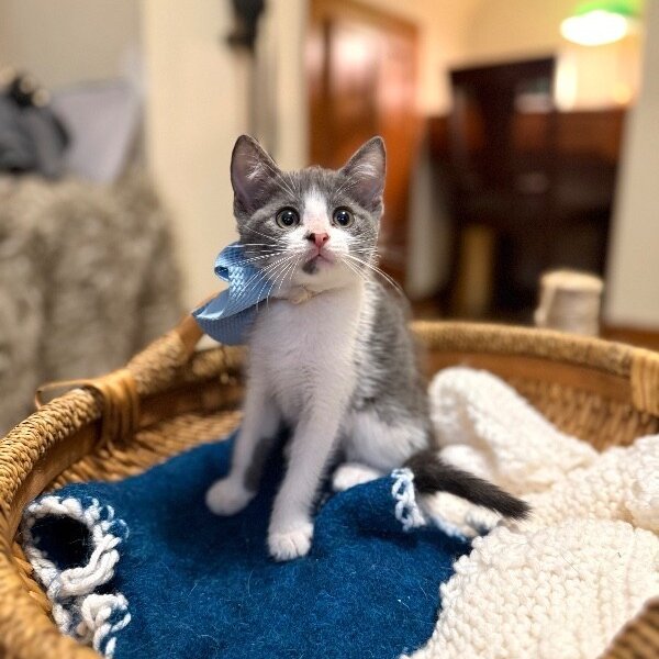 Petunia Lumberton, a Domestic Short Hair cat available for adoption