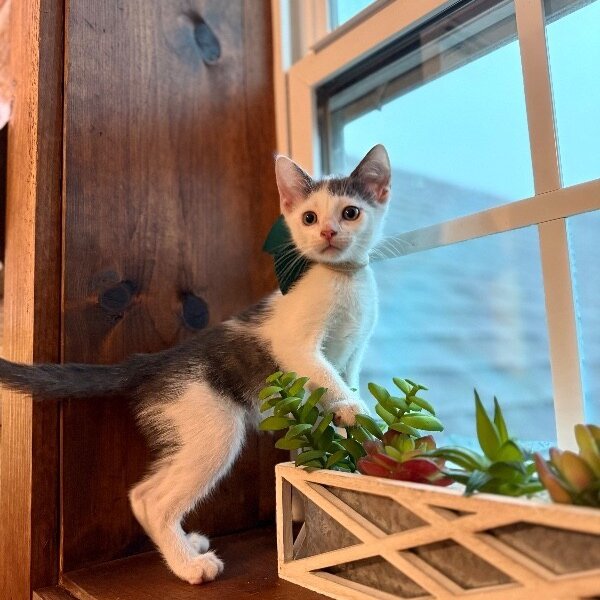 Oakley Lumberton, a Domestic Short Hair cat available for adoption