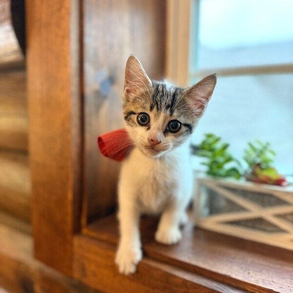 Azalea Lumberton, a Tabby cat