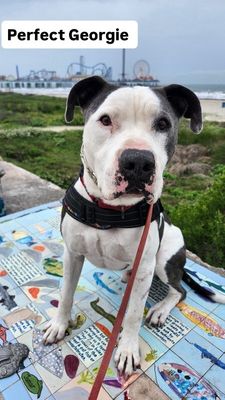 Georgie Smiles Best Smile Around Town thumbnail 4