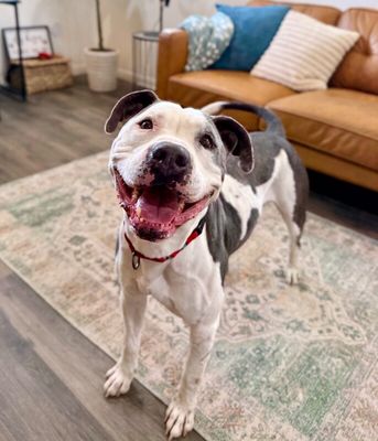 Georgie Smiles Best Smile Around Town thumbnail 8