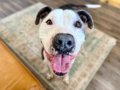 Georgie Smiles Best Smile Around Town thumbnail 1