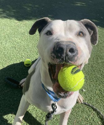 Georgie Smiles Best Smile Around Town thumbnail 15