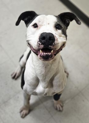 Georgie Smiles Best Smile Around Town thumbnail 14