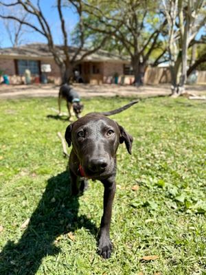 Jakey Baby The Lab Everyone Loves thumbnail 14