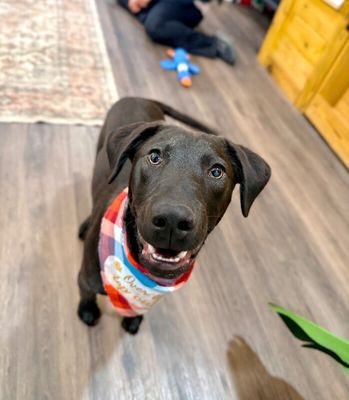 Jakey Baby The Lab Everyone Loves thumbnail 8