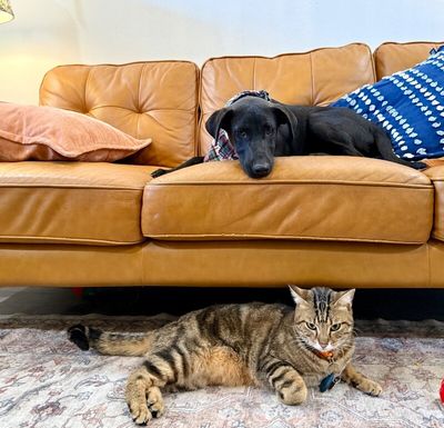 Chevy Teddy Your Snuggly Best Friend thumbnail 4