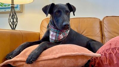 Chevy Teddy Your Snuggly Best Friend thumbnail 14