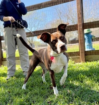 Scarlet Mae The Floppy Eared Lovebug thumbnail 15