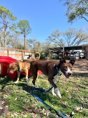 Scarlet Mae The Floppy Eared Lovebug thumbnail 12