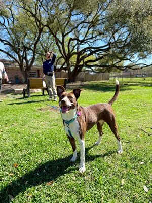 Scarlet Mae The Floppy Eared Lovebug thumbnail 5