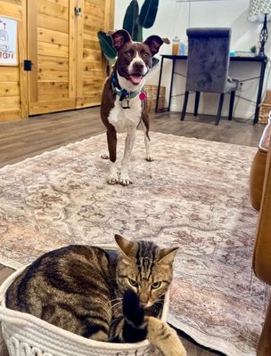Scarlet Mae The Floppy Eared Lovebug thumbnail 4